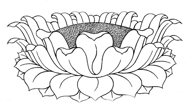 lotus line art