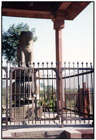 Asoka Pillar - capital