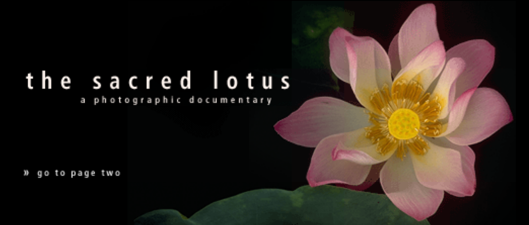 The Sacred Lotus