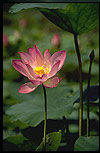 Lotus Picture