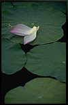 Lotus Picture