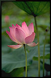 Lotus Picture