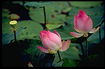 Lotus Picture