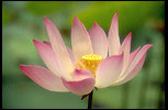 Lotus Picture