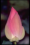 Lotus Picture