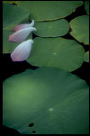 Lotus Picture