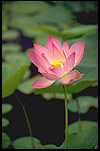 Lotus Picture