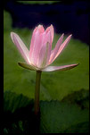 Lotus Picture