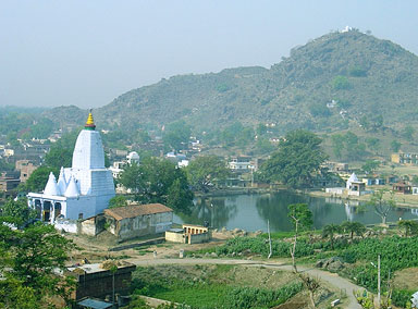 Bodhi tree