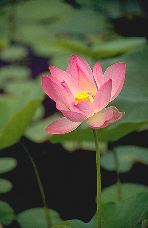 Lotus