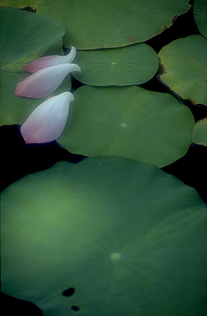 Lotus