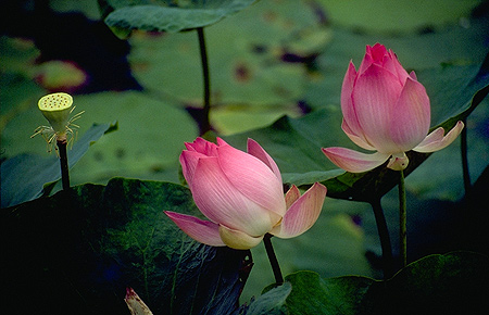 Lotus