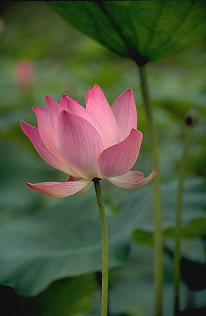 Lotus