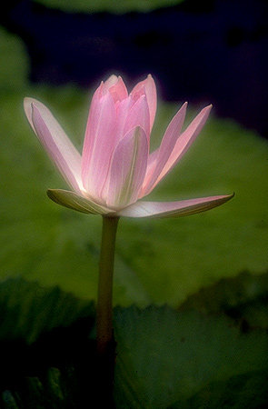 Lotus