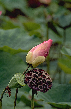 Lotus