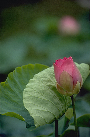 Lotus