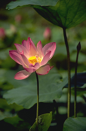 Lotus