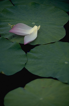 Lotus